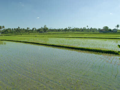 Tengallalang Rice Fields